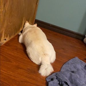 Meet your Posher, Eli